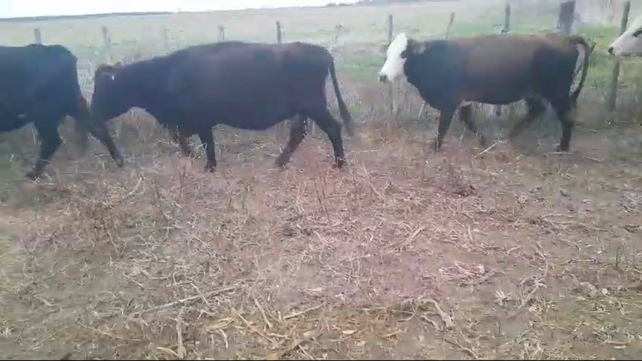 Lote 16 Vacas preñadas Cruzas en Gdor. Crespo, Santa Fe