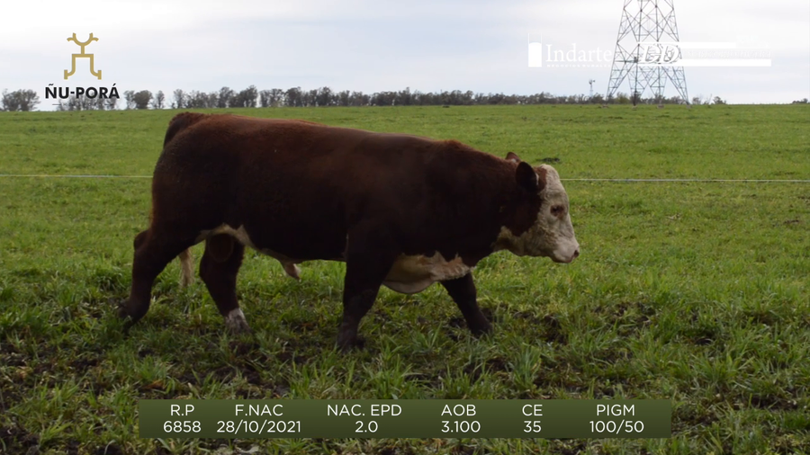 Lote Toros a remate en Remate anual Ñu Porá 2023, Paysandú