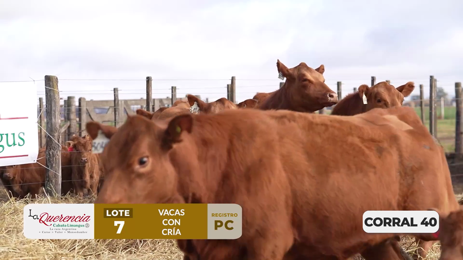 Lote VACAS PC PARIDAS DE PRIMER PARTO