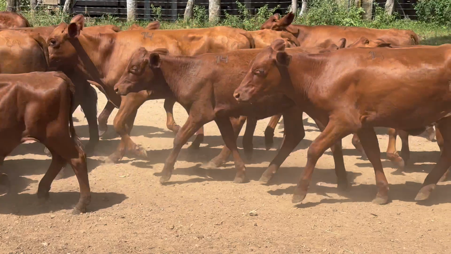 Lote 72 Novillitos y vaquillonas