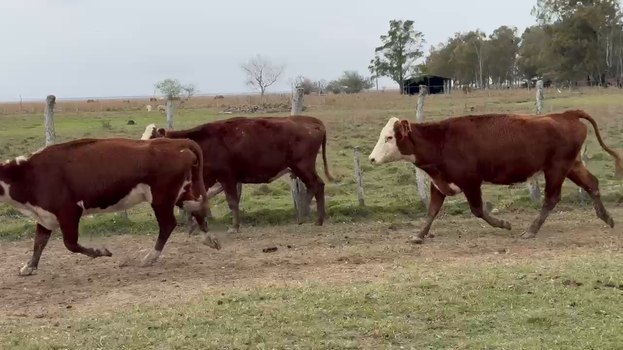 Lote 50 Vacas usadas preñadas en Corrientes, Paso de Los Libres