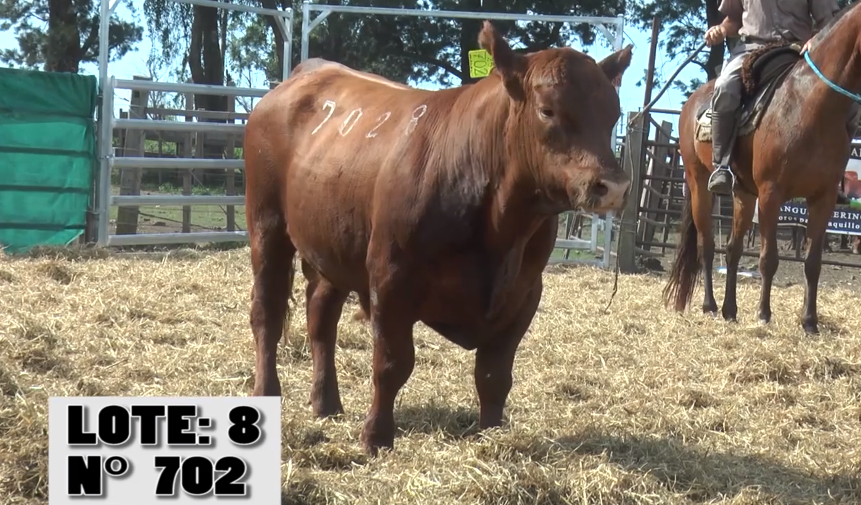 Lote 3 Toros PI / PO / PC a remate en Remate La Empastada , Artigas