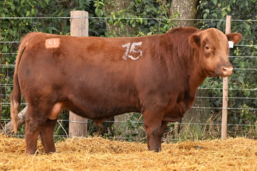 Lote TOROS ANGUS PC