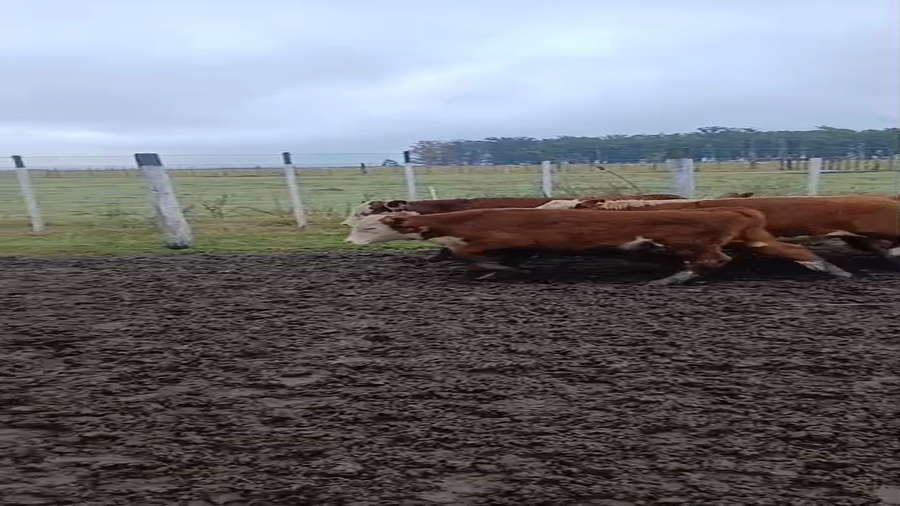 Lote 45 Novillitos en Entre Ríos, Federal