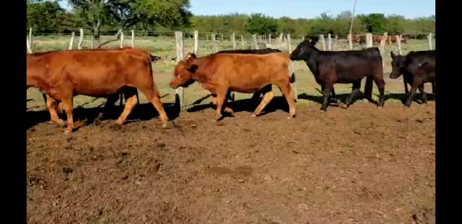 Lote 15 Terneras en Villaguay, Entre Ríos