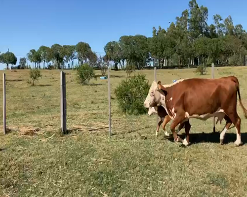 Lote (Vendido)10 Piezas de cría RAZA DE CARNE a remate en 2da Pantalla ENTRE MARTILLOS 435kg -  en CIUDAD DEL PLATA