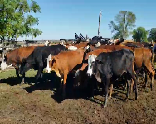 Lote 60 Novillitos en Empedrado, Corrientes