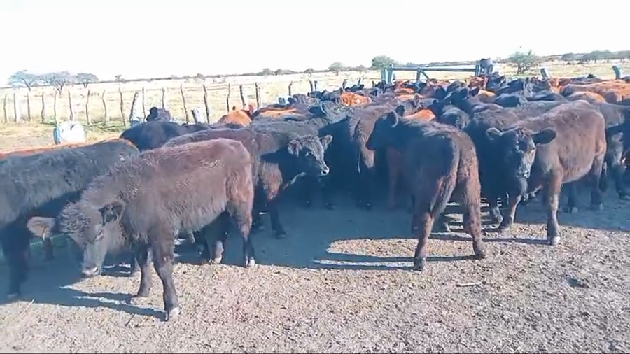 Lote 80 Terneros/as