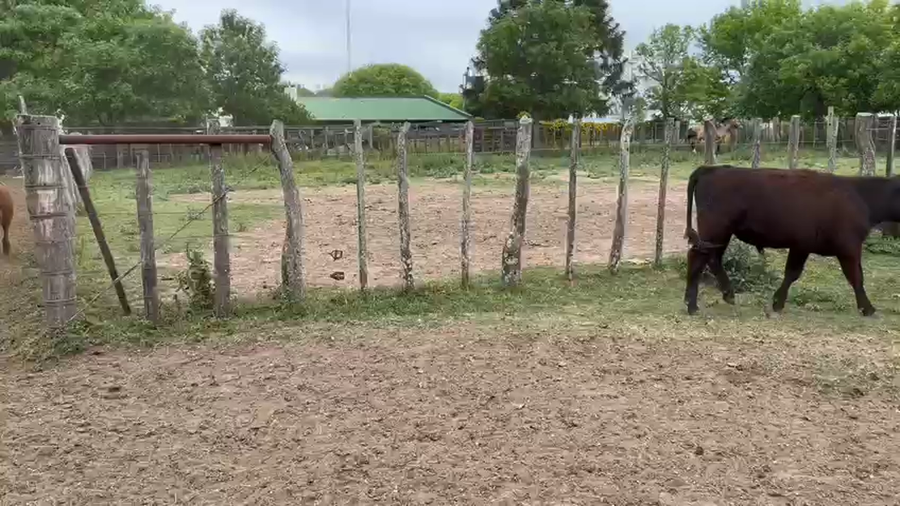 Lote 138 Terneros en Nogoyá, Entre Ríos
