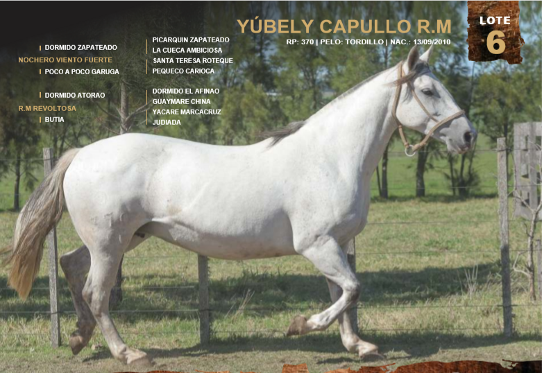 Lote YÚBELY CAPULLO R.M