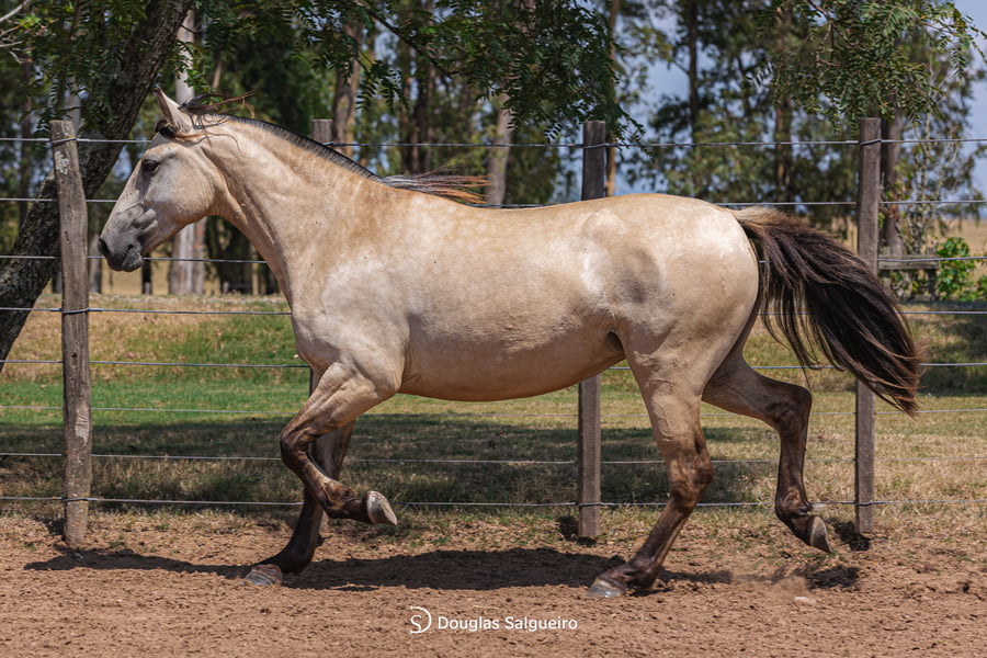 Lote OFERTA BUENA DE LA COLINA