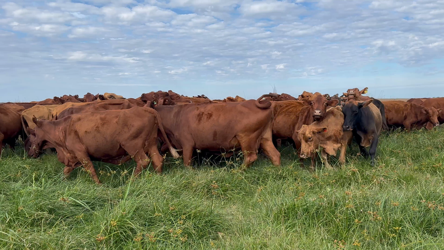 Lote 70 Vacas de invernar