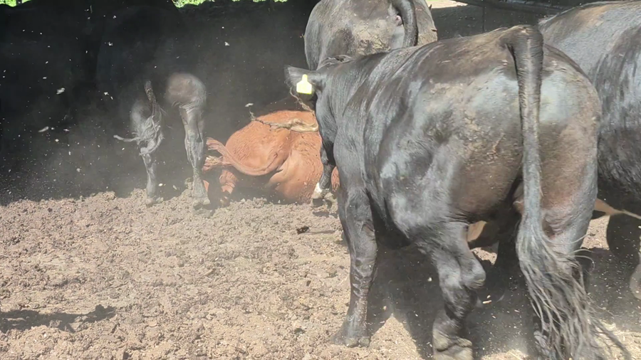 Lote 45 Novillo Gordo en Yerbas Buenas, VII  Región Maule