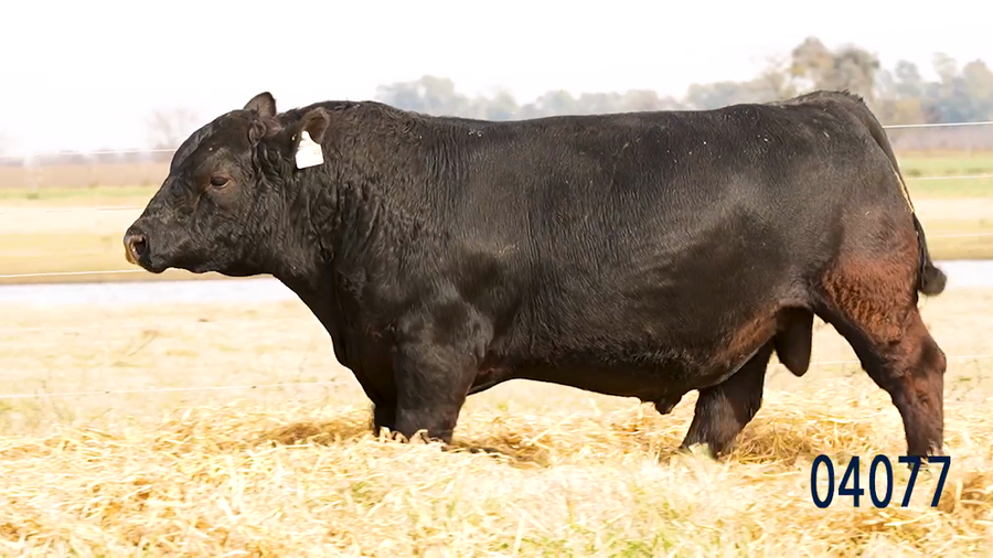 Lote Toro
