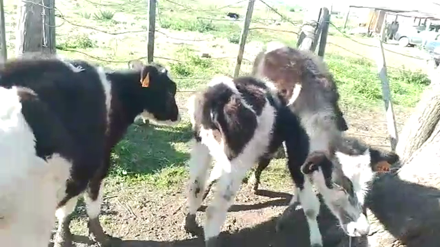 Lote 3 Terneras HOLANDO a remate en PANTALLA CAMY - SAN JOSE  1500 VACUNOS 145kg - , San José