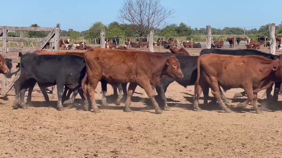 Lote 95 Novillitos en Ibarreta, Formosa