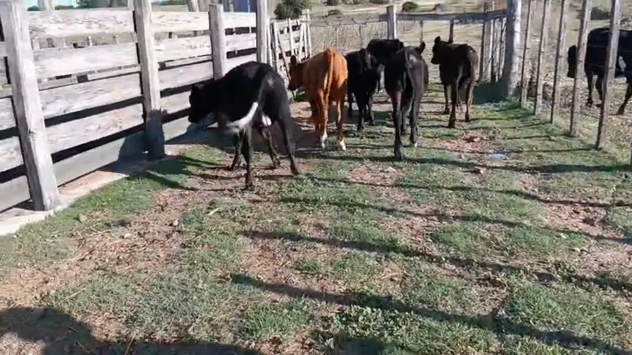 Lote 6 Terneros a remate en Pantalla Camy - Aniversario 31 Años, San José