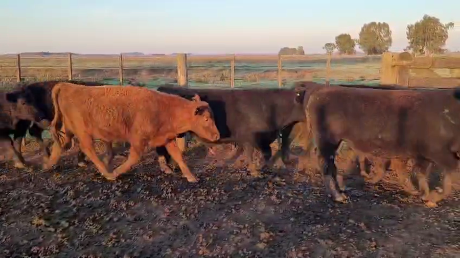 Lote 76 vaquillonas preñadas grandes ( coloradas 46 / negras 30 ) especiales Raza:  AAC y AAN