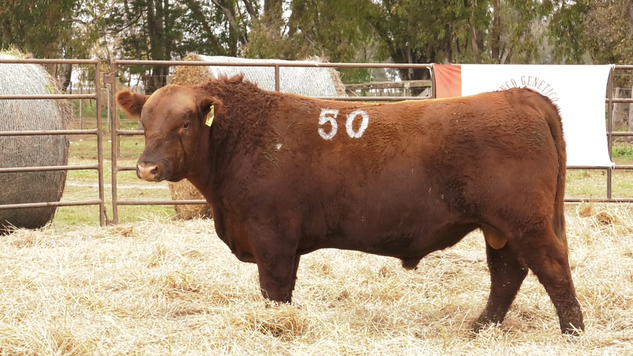Lote TOROS ANGUS COLORADOS  PC