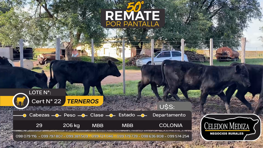 Lote 29 Terneros en Agraciada, Colonia