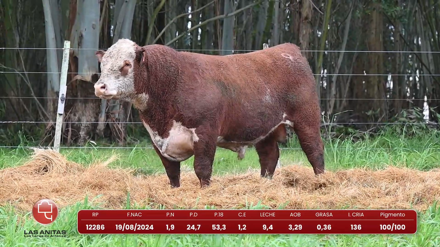 Lote Lote 5