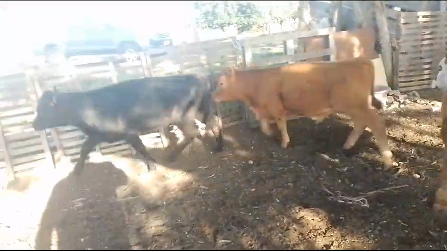 Lote 3 Terneros y Terneras a remate en Pantalla Camy en Rincon de Arias