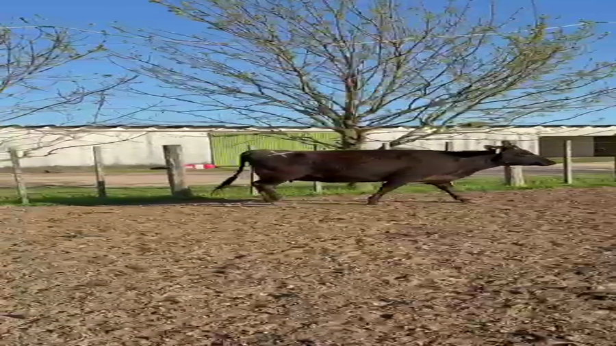 Lote 2 Vaquillonas  a remate en Pantalla Camy 450kg - , San José