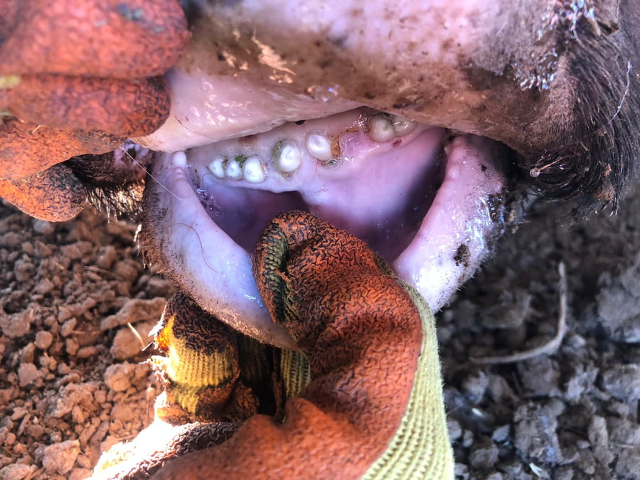 Lote 50 Vacas medio uso C/ gtia de preñez en América, Buenos Aires