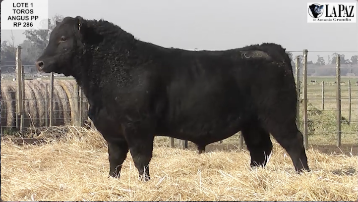 Lote TOROS PUROS DE PEDIGRE