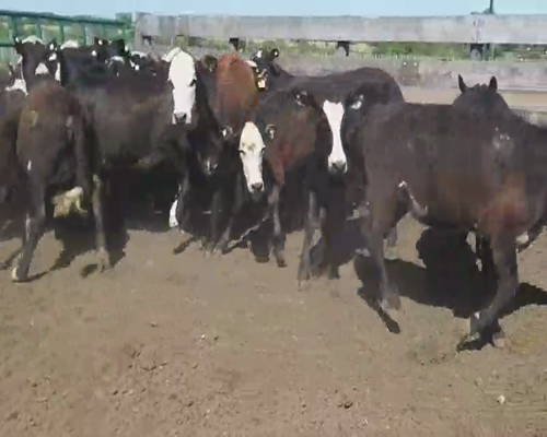 Lote 25 Terneras en Villaguay, Entre Ríos