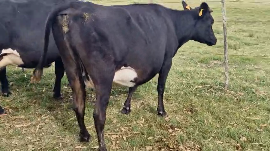 Lote 4 Vaca a remate en Pantalla Camy, San José