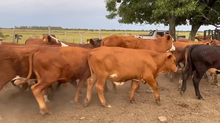 Lote 45 Terneros en Corrientes, Curuzú-Cuatiá