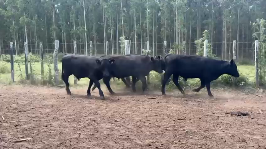 Lote NOVILLOS 1 a 2 AÑOS