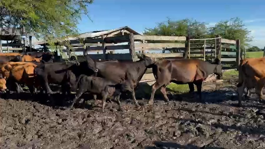 Lote 24 Vacas CUT con cría
