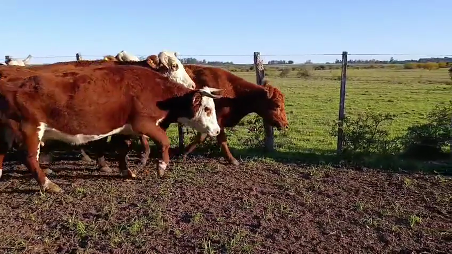 Lote 10 Vacas CUT preñadas