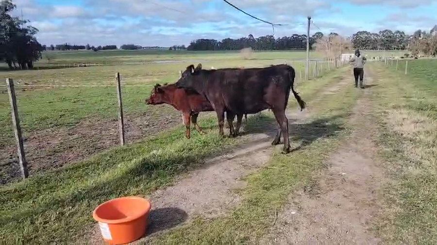 Lote 2 Vaquillonas  a remate en Pantalla Aniversario - Escritorio Camy, San José