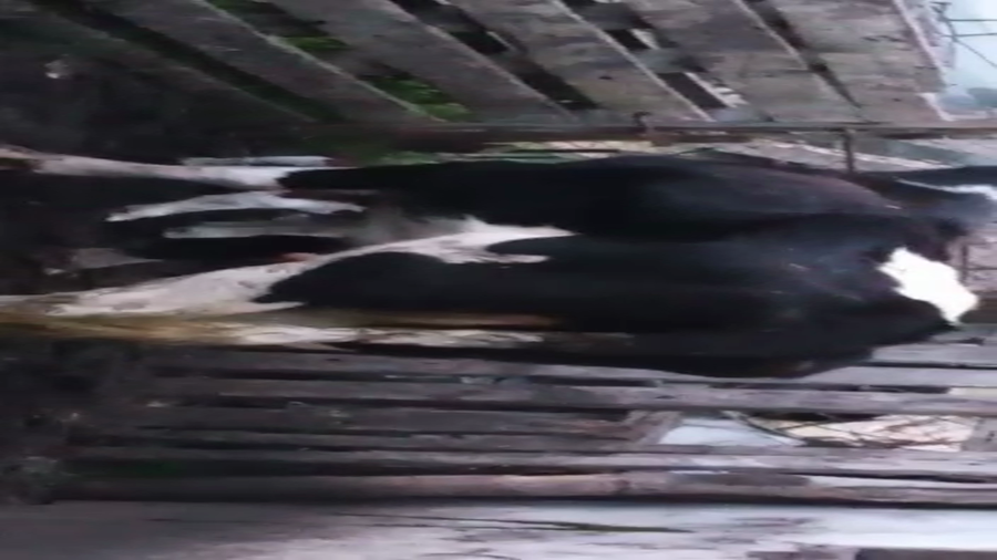 Lote 3 Vaquillonas 1 a 2 años HOLANDO a remate en PANTALLA CAMY, San José