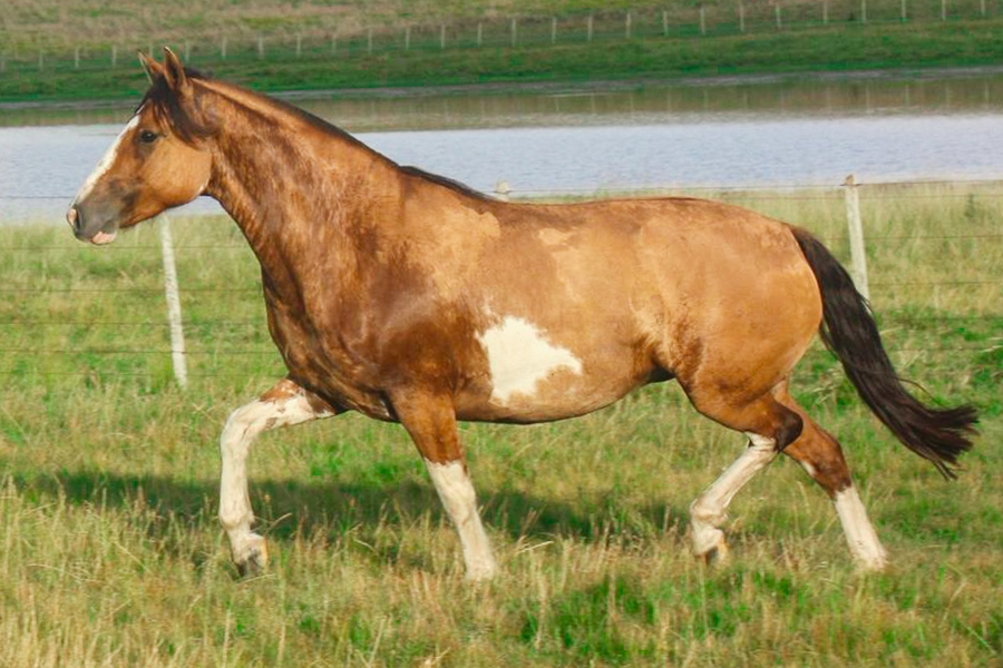 Lote CATANDUVA GRETA GARBO