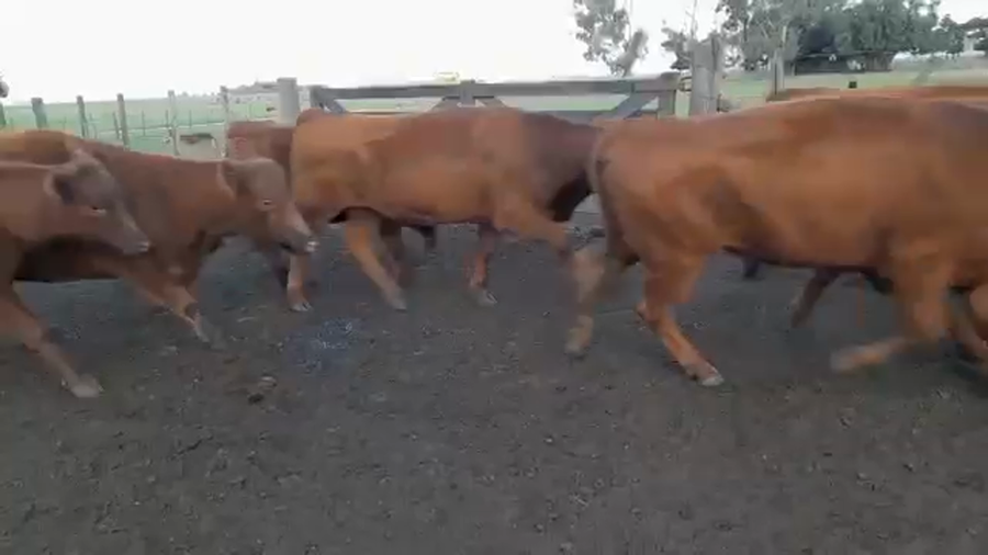 Lote 38 Vaquillonas C/ gtia de preñez en Benito Juárez, Buenos Aires