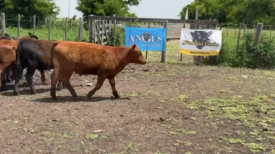 Lote 76 Terneros