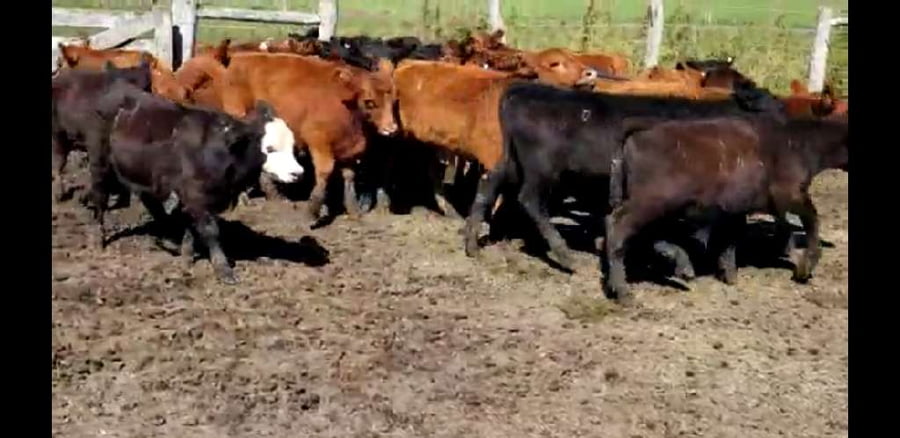 Lote 25 Terneros en Villaguay, Entre Ríos