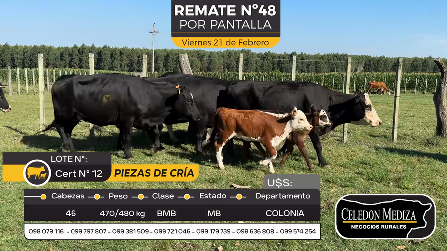 Lote 46 Piezas de cría en Otra Localidad, Colonia