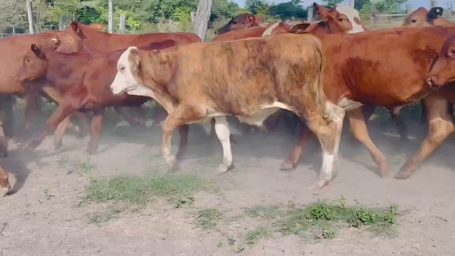 Lote 100 Terneros/as en Berón de Astrada, Corrientes