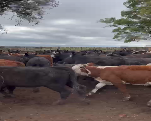 Lote 70 TERNEROS/AS, 180KG, OLAVARRIA, HEREFORD Y CARETA