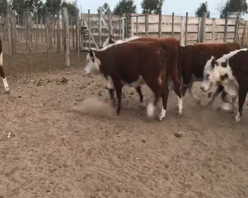 Lote 50 Terneras en Intendente Alvear, La Pampa