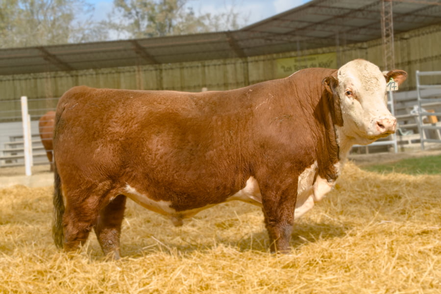 Lote Lote 2