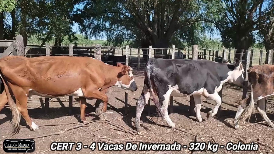 Lote 4 Vacas de Invernada en Agraciada, Colonia