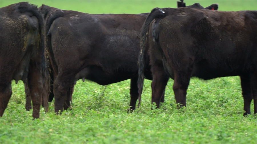 Lote VAQUILLONA MAS
