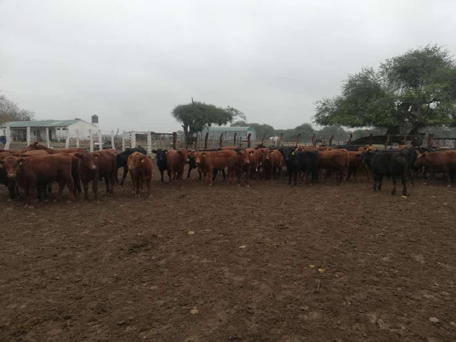 Lote 75 Terneros/as en Federal, Entre Ríos