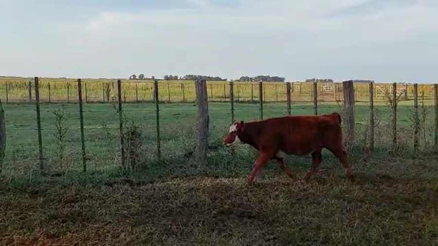 Lote 50 Terneras en Rauch, Buenos Aires